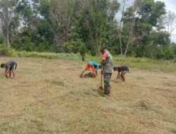 Babinsu Temajuk dan Karang Taruna Bersihkan Lapangan Sepak Bola sebagai Teladan