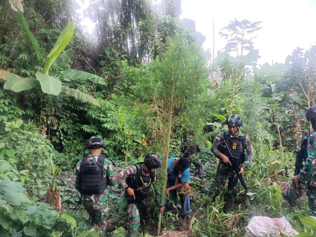 Satgas Pamtas Yonif 126/KC Temukan Ladang Ganja di Perbatasan Papua