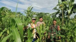 Sinergi Polresta Serkot dan Petani Perkuat Swasembada Pangan untuk Ketahanan Nasional