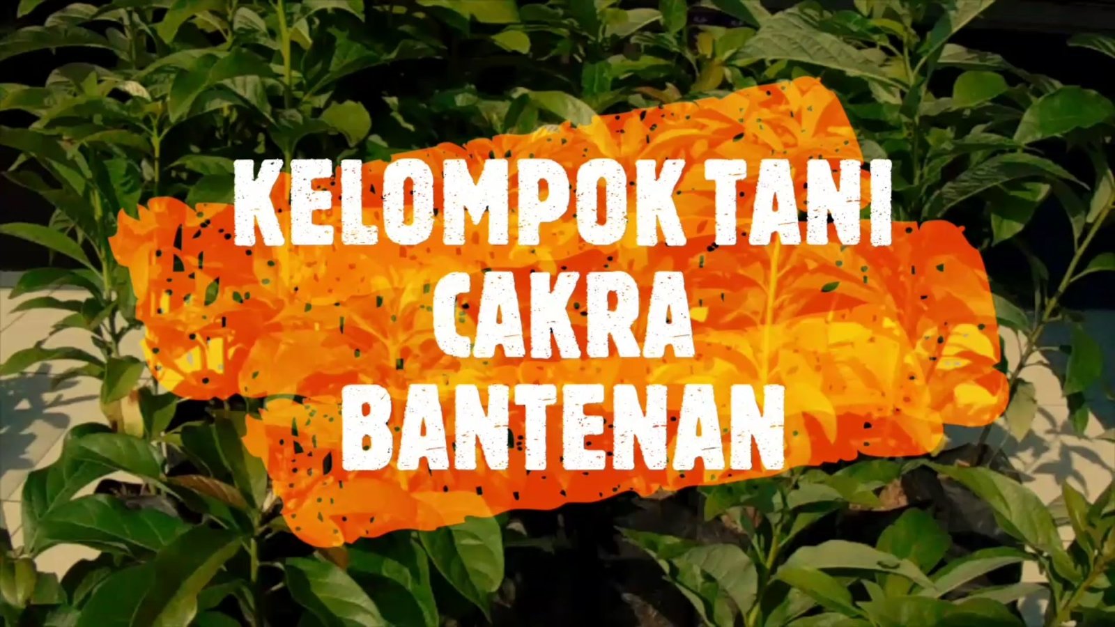 Perayaan Hari KORPRI ke-49, Distanhorbun Bogor Bagikan Bibit Talas