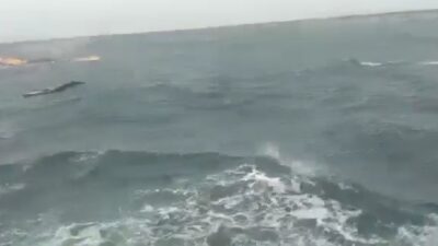 Data Korban Tenggelamnya KM Cikal 03 di Perairan Tinjil Pandeglang