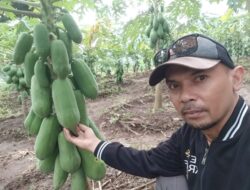 Hama Serang Pepaya California di Lebak Petani Rugi
