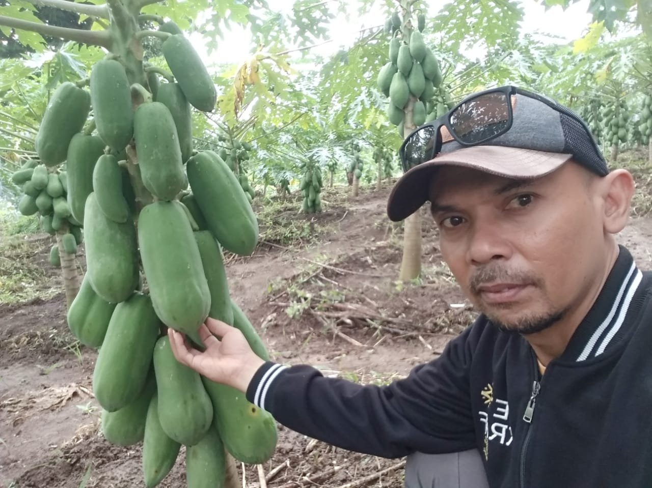 Hama Serang Pepaya California di Lebak Petani Rugi