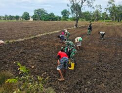 Prajurit Satgas Pamtas Yonif 125/Simbisa Bantu Warga Tanam Padi di Tapal Batas