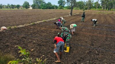 Prajurit Satgas Pamtas Yonif 125/Simbisa Bantu Warga Tanam Padi di Tapal Batas