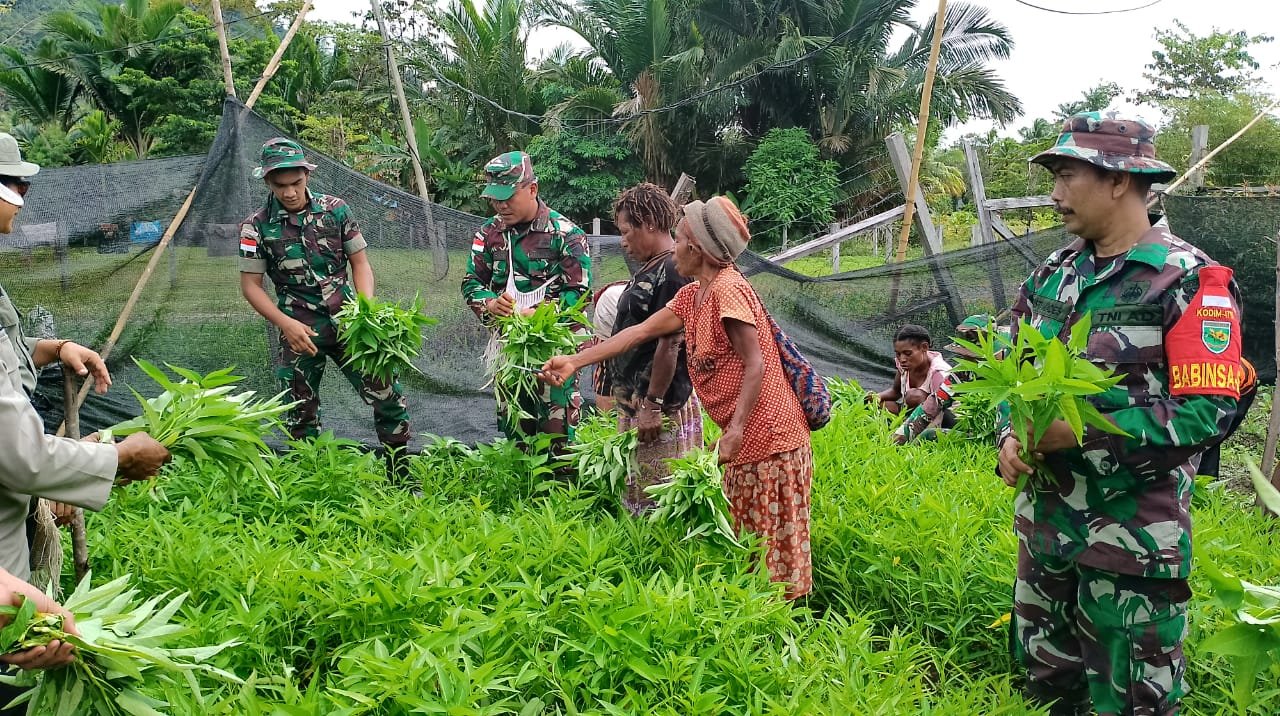 Satgas Yonif 126/KC Bantu Warga Panen Kangkung di Perbatasan