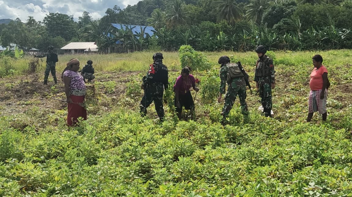 Satgas Kodim Yalimo Yonif RK 751/VJS Panen Kacang Tanah Bersama Warga Perbatasan untuk Tingkatkan Perekonomian