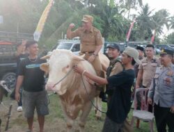 Pemda Tanggamus Buka Bazar Hewan Qurban Jelang Idul Adha 1445 H