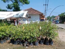 Kiat Sukses Penangkaran Bibit CV Zoya di Banten