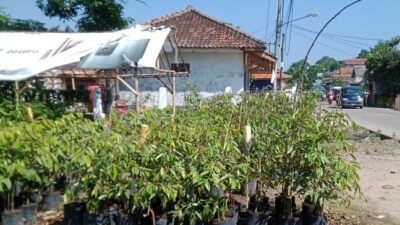 Kiat Sukses Penangkaran Bibit CV Zoya di Banten