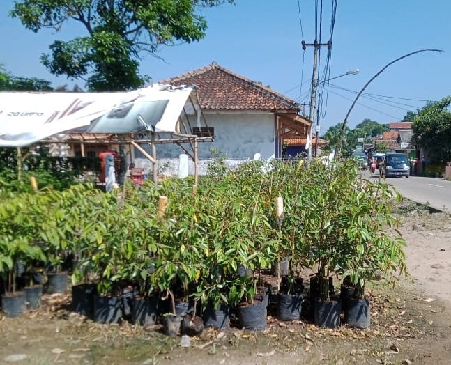 Kiat Sukses Penangkaran Bibit CV Zoya di Banten