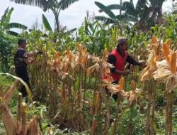 Kapolsek Serang dan Kelompok Tani Sinergi Potong Daun Jagung Dorong Ketahanan Pangan