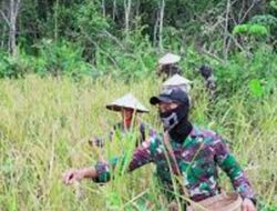 Satgas Pamtas Yonif 642/Kapuas Bantu Warga Panen Padi di Sei Daun