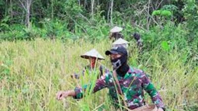 Satgas Pamtas Yonif 642/Kapuas Bantu Warga Panen Padi di Sei Daun