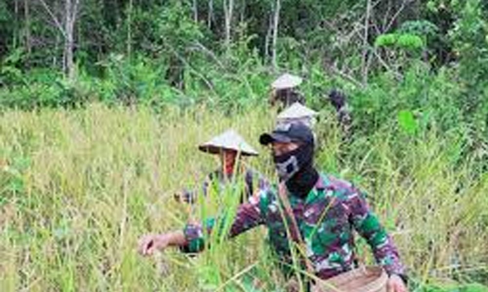Satgas Pamtas Yonif 642/Kapuas Bantu Warga Panen Padi di Sei Daun