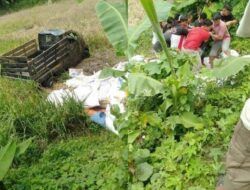 Truk Pick Up Diduga Overload Tergelincir ke Sawah, Sopir Tewas
