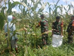 Babinsa Koramil 1710-02/Timika Bantu Petani Rawat Lahan Jagung di Wilayah Binaan