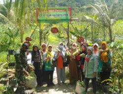 Babinsa Koramil 1208-03/Tebas Dampingi Ibu PKK Panen Sayur di Desa Binaan