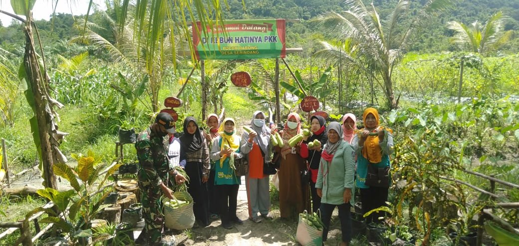 Babinsa Koramil 1208-03/Tebas Dampingi Ibu PKK Panen Sayur di Desa Binaan