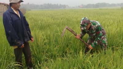 Babinsa Koramil 0226 Carenang Tingkatkan Kesejahteraan Petani
