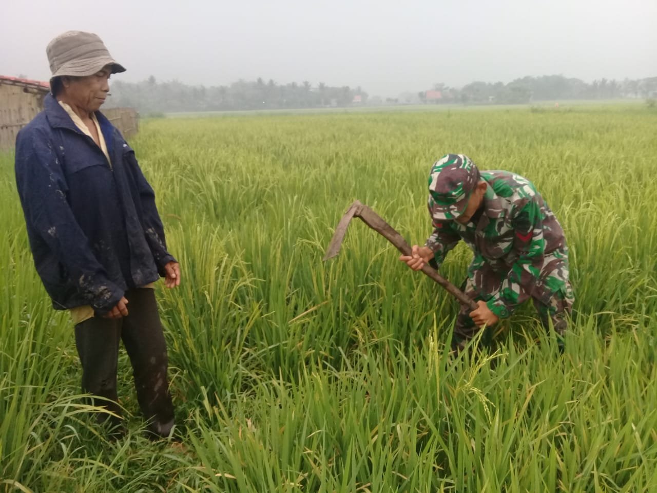 Babinsa Koramil 0226 Carenang Tingkatkan Kesejahteraan Petani