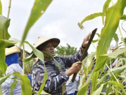 Danlantamal IX Sukseskan Panen Raya Sorgum Perdana di Maluku