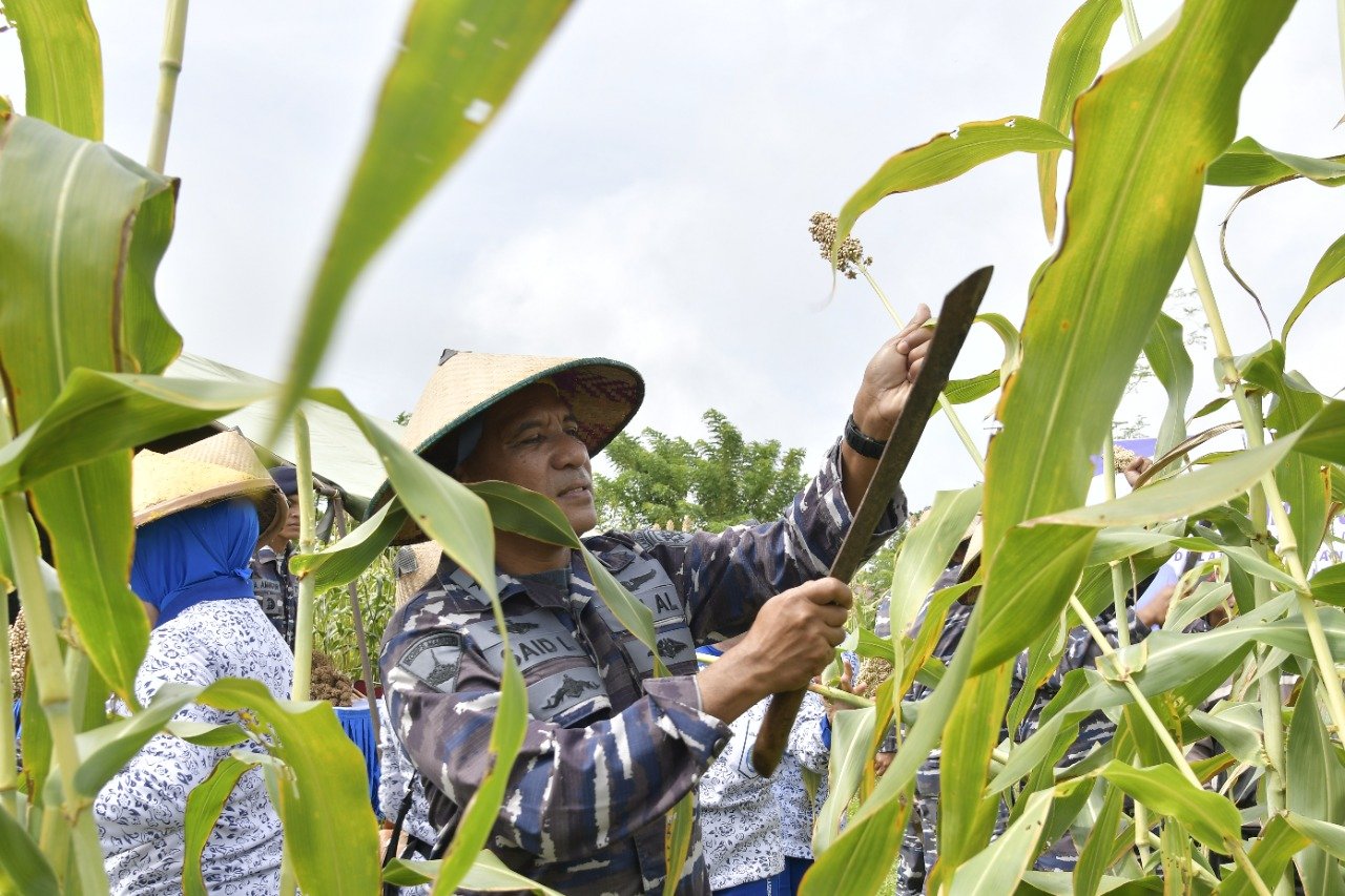 Danlantamal IX Sukseskan Panen Raya Sorgum Perdana di Maluku