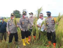 Panen Raya Serentak Sri Agung Tungkal Ulu Hadiri Dansat Brimob Polda Jambi