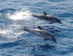 Lumba-Lumba Jadi Daya Tarik Wisata