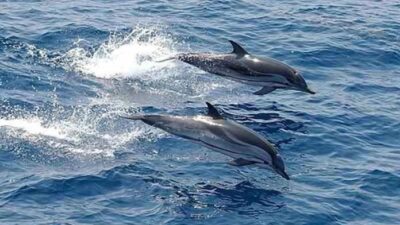 Lumba-Lumba Jadi Daya Tarik Wisata