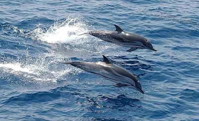 Lumba-Lumba Jadi Daya Tarik Wisata