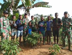 Satgas Yonif 126/Kala Cakti Sosialisasi Tanam Cabai di Lahan Tidur Perbatasan Papua