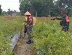 Babinsa Koramil 1710-02/Timika dampingi pertanian di wilayah binaan