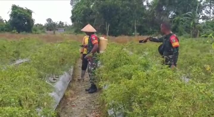 Babinsa Koramil 1710-02/Timika dampingi pertanian di wilayah binaan