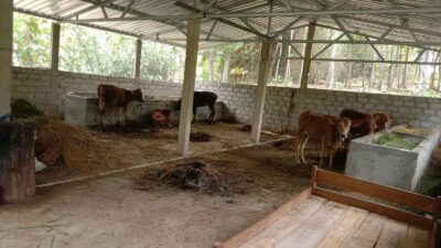 Dana Program Dipinjam Poktan UPPO, Sapi Tetangga Jadi Bukti