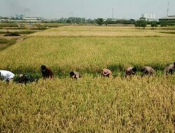 Produktivitas Sektor Pertanian dan Peternakan di Banten Naik