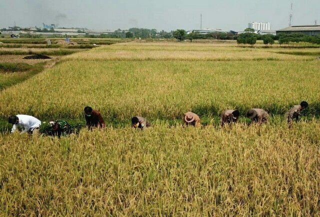 Produktivitas Sektor Pertanian dan Peternakan di Banten Naik