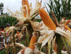 Pasokan Jagung untuk Pakan pada Awal 2020 Terjamin Aman