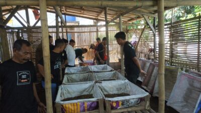Budidaya Magot Tekan Biaya Pakan Ikan dan Ayam