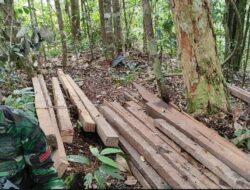 Satgas Yonif 407 Temukan Kayu Hasil Pembalakan Liar Saat Patroli Patok Perbatasan