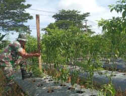 Babinsa Koramil 1710-07/Mapurujaya Tinjau Lahan Kelompok Tani Binaan Hasil Pemanfaatan Lahan Tidur