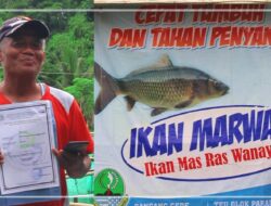 Ikan Nila Ras Wanayasa Nirwana Tersedia di Ernawati Farm Galunggung