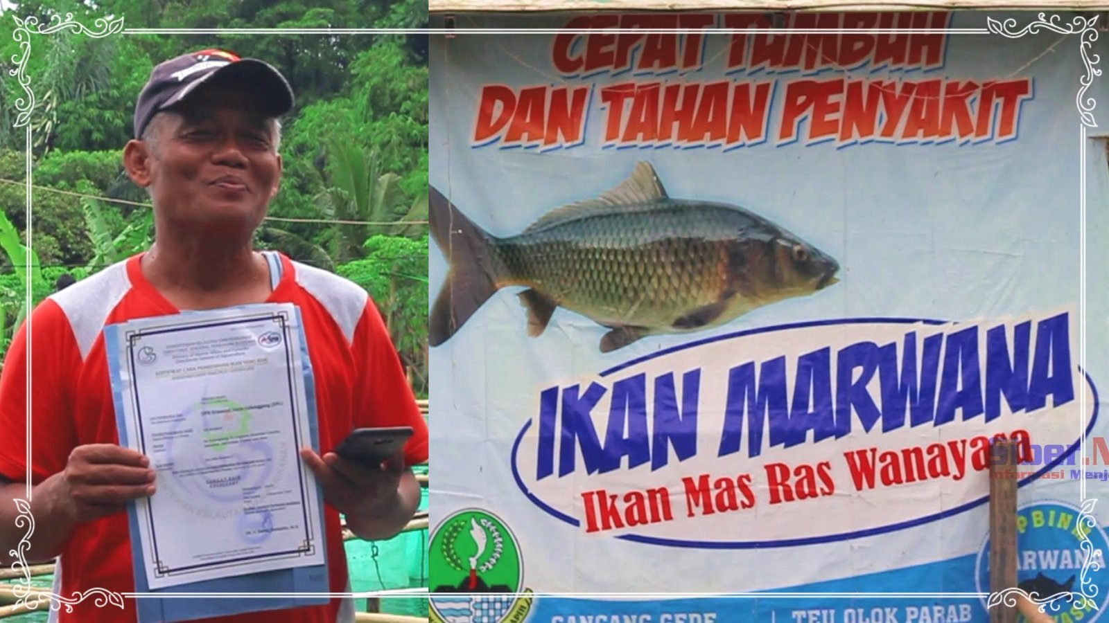 Ikan Nila Ras Wanayasa Nirwana Tersedia di Ernawati Farm Galunggung