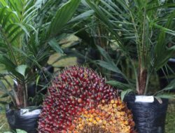 Program Pembiayaan Mudah, Petani Manfaatkan KUR dan BPDP-KS