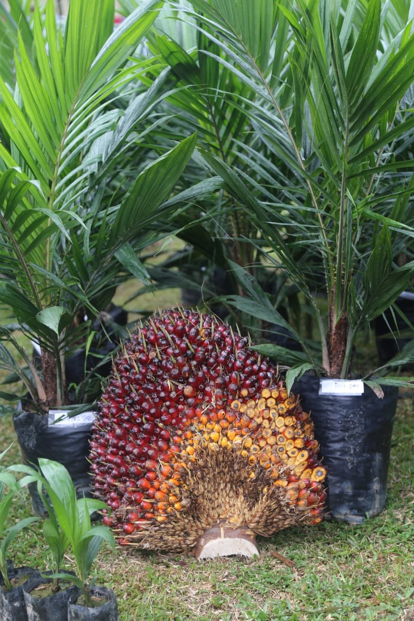 Program Pembiayaan Mudah, Petani Manfaatkan KUR dan BPDP-KS