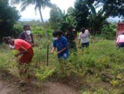 Personel Satgas Yonif 125/Simbisa Panen Cabai Bersama Warga Perbatasan