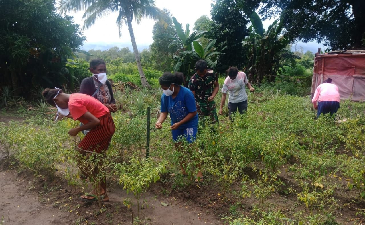 Personel Satgas Yonif 125/Simbisa Panen Cabai Bersama Warga Perbatasan