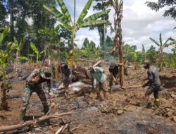 Satgas Yonif 143/TWEJ Sukseskan Ketahanan Pangan dengan Buka Lahan dan Berkebun di Perbatasan