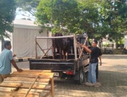 Daging Kurban Masjid Al-Bantani Hilang ke Kantor Pemerintah, Warga Tak Dapat Sepotong