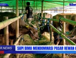 Sapi Bima Dominasi Pasar Qurban Depok, Ini Keunggulannya